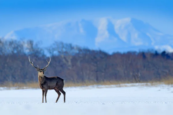 エゾシカ エゾシカ 雪に覆われた牧草地 冬の山 背景には 自然の生息地で枝角を持つ動物の森冬の北海道からのシーン — ストック写真