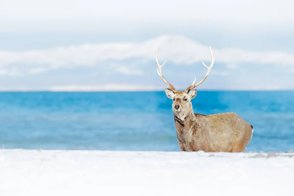Scena Della Fauna Selvatica Dalla Natura Innevata Hokkaido Sika Cervo — Foto Stock