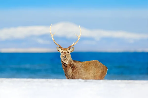 Cena Vida Selvagem Natureza Nevada Veado Hokkaido Sika Cervus Nippon — Fotografia de Stock