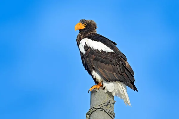 Stellerův Mořský Orel Haliaeetus Pelagicus Pták Bílým Sněhem Hokkaido Japonsko — Stock fotografie