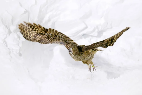 布雷克斯顿的鱼猫头鹰 布博布莱克斯托尼 最大的活鱼鹰猫头鹰物种 在冷水中猎鸟 来自日本北海道冬季的野生动物场景 在雪中张开翅膀的河鸟 — 图库照片