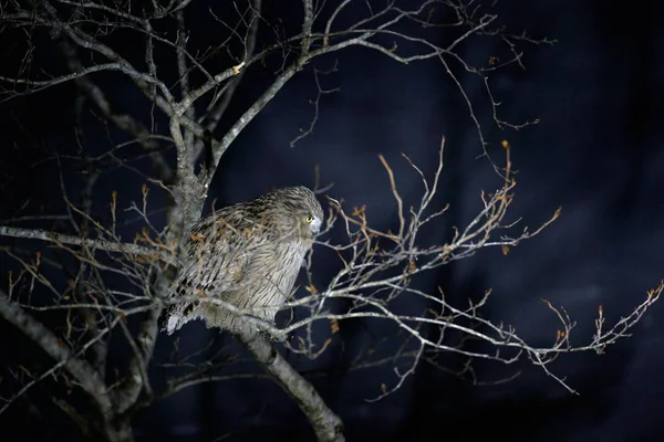 Chouette Blakiston Grande Espèce Vivante Chouette Aigle Chasse Aux Oiseaux — Photo