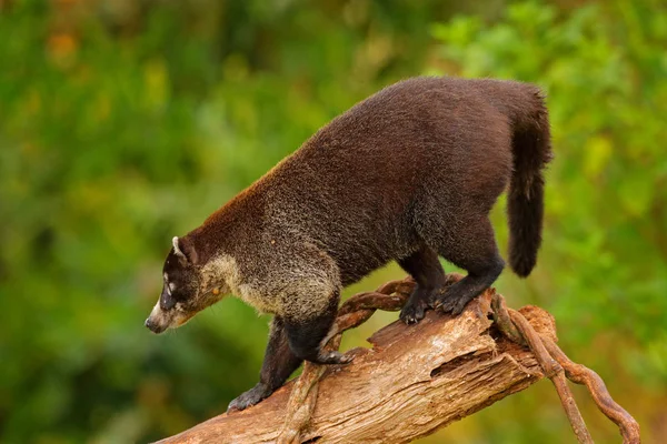 White Nosed Coati Nasua Narica Tree National Park Manuel Antonio Stock Photo