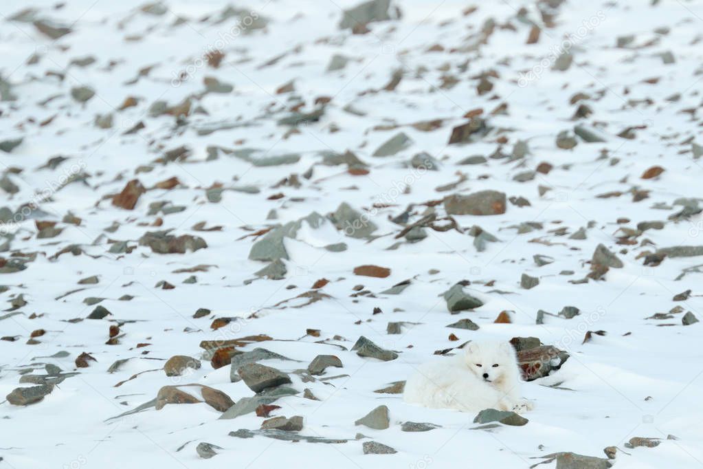 Polar fox in habitat, winter landscape, Svalbard, Norway. Beautiful white animal in the snow. Wildlife action scene from nature, Vulpes lagopus, face portrait of white fur coat fox. Mammal from Europe