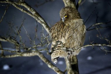 Blakiston'ın balık baykuş Bubo blakistoni, en büyük canlı türleri, balık kartal baykuş. Soğuk suda kuş avlar. Yaban hayatı sahne kış Hokkaido, Japonya. Nehir kuş karda açık kanatlı.