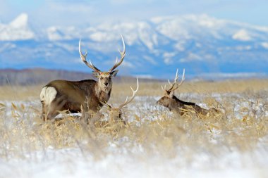 Sika geyik, Cervus Nippon yesoensis, karlı çayır üzerinde, kış Dağları ve arka planda orman, doğa Habitat boynuzları ile hayvan, Hokkaido kış sahnesi, Japonya. Yaban hayatı doğa.