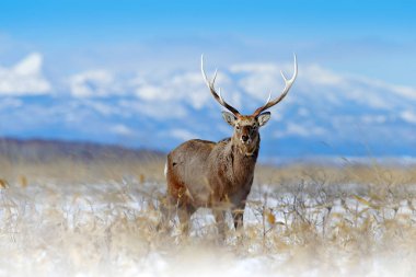 Sika geyik, Cervus Nippon yesoensis, karlı çayır üzerinde, kış Dağları ve arka planda orman, doğa Habitat boynuzları ile hayvan, Hokkaido kış sahnesi, Japonya. Yaban hayatı doğa.