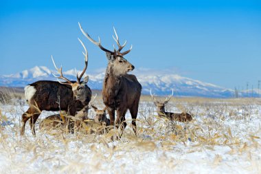 Sika geyik, Cervus Nippon yesoensis, karlı çayır üzerinde, kış Dağları ve arka planda orman, doğa Habitat boynuzları ile hayvan, Hokkaido kış sahnesi, Japonya. Yaban hayatı doğa.