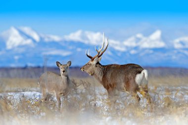 Sika geyik, Cervus Nippon yesoensis, karlı çayır üzerinde, kış Dağları ve arka planda orman, doğa Habitat boynuzları ile hayvan, Hokkaido kış sahnesi, Japonya. Yaban hayatı doğa.