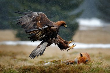 Altın kartal besleme kızıl tilki ormanda yağmur ve kar yağışı sırasında öldürmek. Doğada kuş davranış. Kahverengi bir yırtıcı kuş, kartal yakalamak, Polonya, Avrupa ile ile davranış sahne.