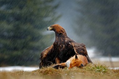 Altın kartal besleme kızıl tilki ormanda yağmur ve kar yağışı sırasında öldürmek. Doğada kuş davranış. Kahverengi bir yırtıcı kuş, kartal yakalamak, Polonya, Avrupa ile ile davranış sahne.