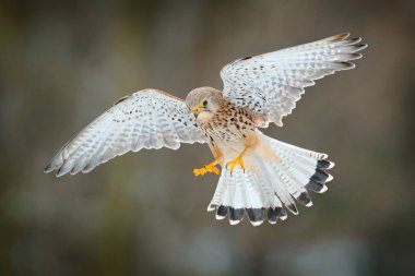 Common Kestrel, Falco tinnunculus, little flying bird of prey, Germany. Bird on the stone wall. Wildlife scene from European nature. Bird in fly. Wildlife scene from nature. clipart