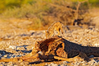 Zürafa karkas çakal, etkin Np, Namibya Afrika'da hayvan davranışlarında beslenme ile. Doğadan yaban hayatı sahne. Günbatımı ışığı akşam çakal Habitat. Gıda ile hayvan, zürafa öldürmek.