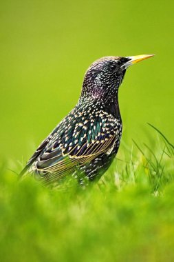 Avrupa Starling, Sturnus vulgaris, yeşil çimen, doğa ortamında hayvan yürüyüş güzel tüyleri koyu kuş, Bahar, Almanya