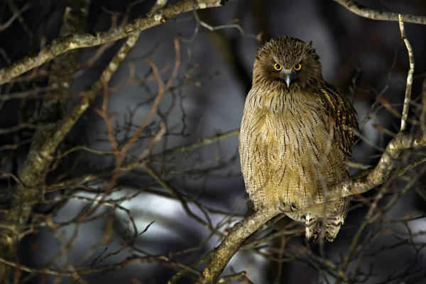 Blakistons Vis Uil Bubo Blakistoni Grootste Levende Soorten Vis Oehoe — Stockfoto