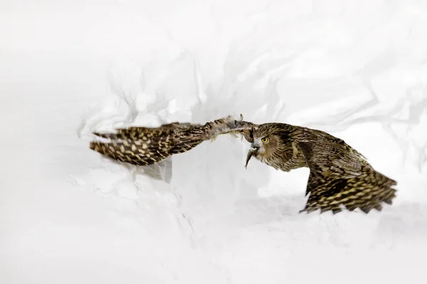 Uggla Flyger Med Fisk Blakiston Fish Owl Bubo Blakistoni Nattfluga — Stockfoto