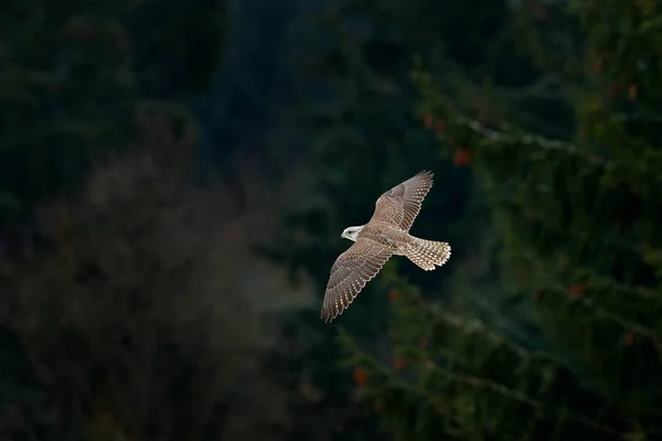 Gyrfalcon Falco Rusticolus 맹금류 머리를 날아다닌다 겨울의 서식지의 동물들 러시아 — 스톡 사진