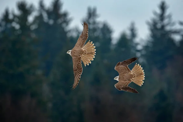 Faucon Gerfaut Falco Rusticolus Oiseau Proie Oiseau Rare Volant Tête — Photo
