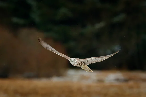 ギャルファルコン ファルコ ルスティコルス 獲物フライの鳥 白い頭を持つ珍しい鳥を飛んでいます 寒い冬の森 ロシアの自然生息地の動物 野生動物のシーンは自然を形成する 木々の上のファルコン — ストック写真