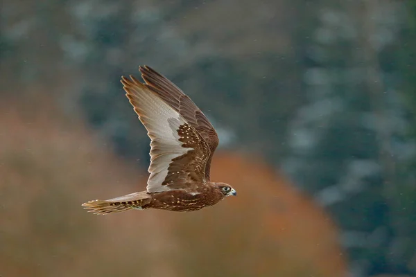 Gyrfalcon Falco Rusticolus Roofvogel Vliegende Zeldzame Vogel Met Wit Hoofd — Stockfoto