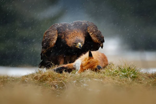 Orzeł Żywiące Się Zabić Red Fox Lesie Podczas Deszczu Śniegu — Zdjęcie stockowe