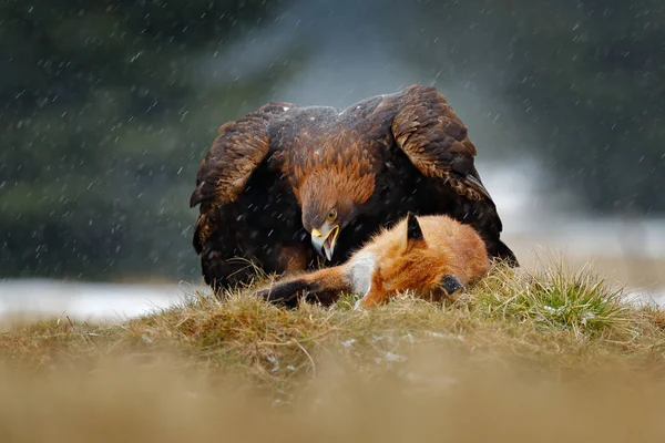 Orzeł Żywiące Się Zabić Red Fox Lesie Podczas Deszczu Śniegu — Zdjęcie stockowe