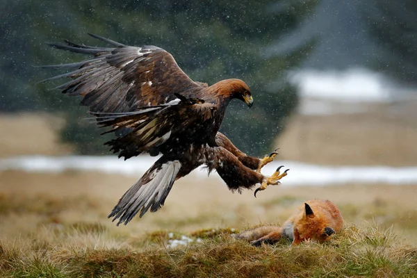 Golden Eagle Feeding Kill Red Fox Forest Rain Snowfall Bird — Stock Photo, Image