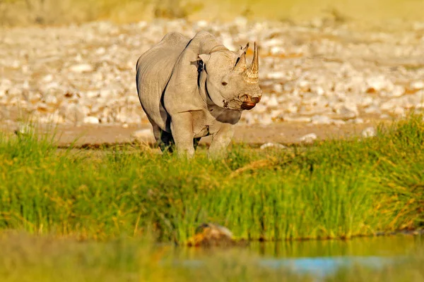 Rinoceronte Perto Buraco Água Com Vegetação Verde Etocha Namíbia África — Fotografia de Stock