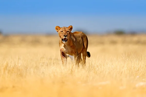 Una Gran Leona Enojada Etosha Namibia León Africano Caminando Hierba — Foto de Stock