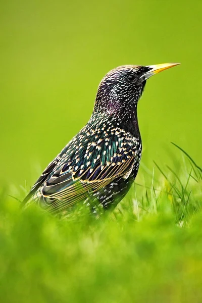 Starling Sturnus Vulgaris 지에서 동물에 깃털에 어두운 — 스톡 사진