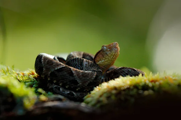 Fer Lance Bothrops Atrox Dans Habitat Naturel Vipère Tête Blanche — Photo