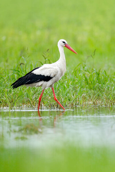 White stork, Ciconia ciconia, on the lake in spring. Stork in green grass. Wildlife scene from the nature. Beautiful bird in the water meadow.