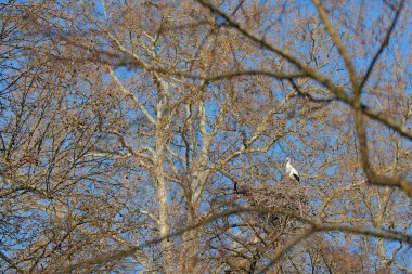Doğada güzel ağaçlar, yuvada kuş var. Beyaz leylek, Ciconia ciconia, yuvada. Doğada vahşi yaşam sahnesi. Yeşil bitki örtüsü, Basel, Swiss Park kuş ile sabah güneşi
