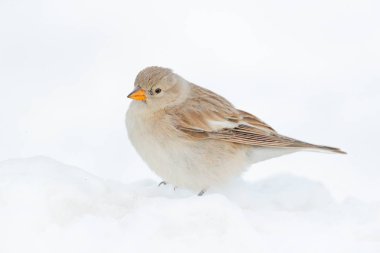 Tibetli snowfinch, Montifringilla Henrici, kış dağında beyaz karda oturan kuş. Robin taş habitatta, Ladakh, hemis NP, Hindistan. Himalayalar kayalık Dağı 'nda kuş. 
