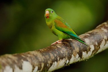 Tovi turuncu-chinned parakeet, Brotogeris Jugularis, kırmızı kafa ile açık yeşil papağan portresi, Kosta Rika. Tropikal doğanın yaban hayatı sahnesi. Kuş habitatta. Papağan Temizleme kuyruk tüy tüyleri. 