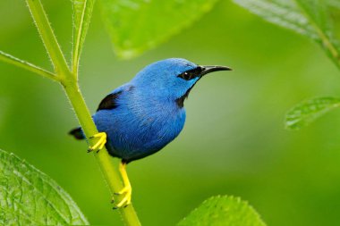 Mavi tropik kuş, yakın çekim portre. Honeycreeper, Cyanerpes lucidus, vahşi hayatından Kosta Rika parlayan. Sarı bacakları, Orta Amerika güzel egzotik forerst mavi kuş. Orman hayvan, yeşil yapraklarında oturan detay.