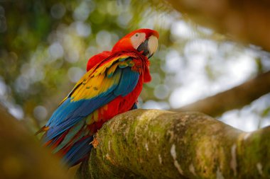 Güzel kırmızı papağan Scarlet Macaw doğa habitat, Amazon, Brezilya ağaç dalı üzerinde oturan. Tropikal ormandan vahşi yaşam sahnesi 