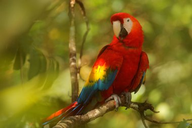 Güzel kırmızı papağan Scarlet Macaw doğa habitat, Amazon, Brezilya ağaç dalı üzerinde oturan. Tropikal ormandan vahşi yaşam sahnesi 