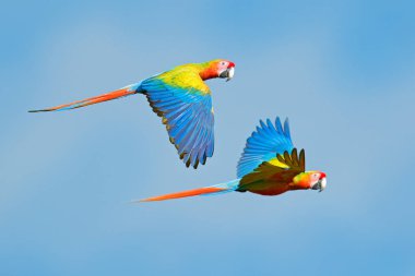 Ormanda kırmızı melez papağanlar. Macaw papağanları mavi gökyüzüne karşı uçuyor. Nadir formu Ara macao x Ara ambigua, tropikal orman, Kosta Rika. Tropikal doğadan vahşi yaşam sahnesi. 