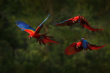 Güzel arka ışık ve yağmur ile koyu yeşil bitki örtüsü uçan Macaw papağan. Scarlet macaw, ara Macao, tropikal ormanda, Kosta Rika. Tropikal doğanın yaban hayatı sahnesi. Ormanda kırmızı.