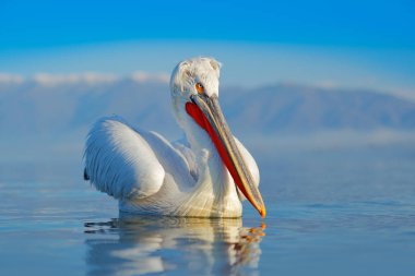 Kerkini Gölü mavi su yüzeyinde pelecanus crispus, Yunanistan. Avrupa doğasından vahşi yaşam sahnesi