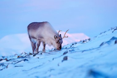 Ren geyiği ile kış manzarası. Wild Reindeer, rangifer tarandus, kar büyük boynuzları ile, Svalbard, Norveç. Doğada yaban hayatı sahnesi, kış pembe mavi günbatımı.