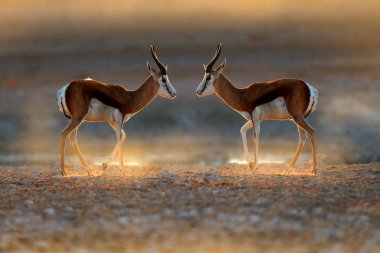Springbok antilopları, antib. marsupialis, Afrika kuru habitatı, Etocha NP, Namibya. Afrika 'dan memeliler. Springbok akşam arka ışık. Namibya safaride günbatımı.