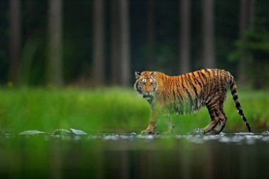 Su içinde yürüyen ayca kaplan. Tehlikeli hayvan, tajga, Rusya. Yeşil orman akışında hayvan. Gri taş, nehir damlacık. Sibirya kaplanı su sıçrayan. Wildife sahne gelen doğa.