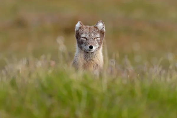 北極キツネ ヴァルペスラゴプス 自然の生息地でかわいい動物の肖像画 花と草の草原 スバルバール ノルウェー 草の中の美しい野生動物 — ストック写真