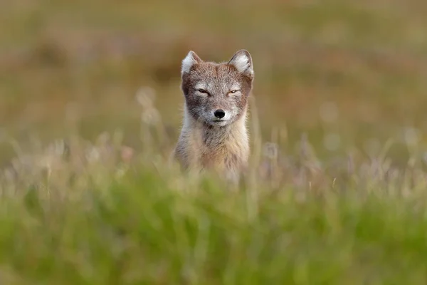 Arctic Fox Vulpes Lagopus Retrato Animal Bonito Habitat Natural Prado — Fotografia de Stock