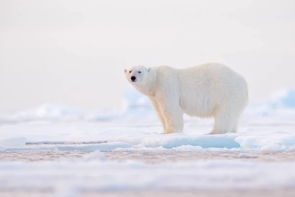 Urso Polar Branco Borda Gelo Deriva Com Neve Mar Noruega — Fotografia de Stock