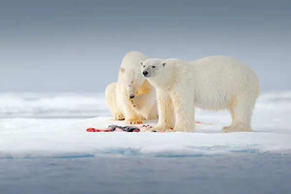 Dois Ursos Polares Comendo Foca Morta Gelo Deriva Com Neve — Fotografia de Stock