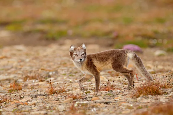 Arctic Fox Vulpes Lagopus Retrato Animal Bonito Habitat Natural Prado — Fotografia de Stock