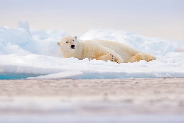 Oso Polar Durmiendo Borde Hielo Deriva Con Nieve Agua Mar — Foto de Stock
